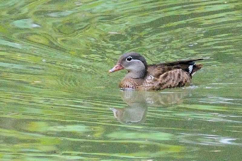 アメリカオシ♀　Yosemite National Park, California, America　2013/07/19　Photo by Kohyuh